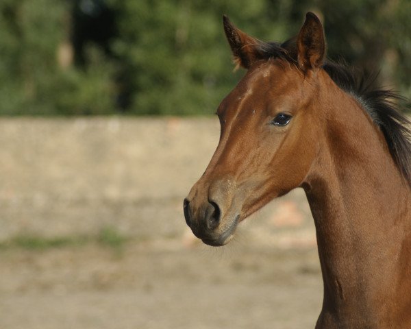 horse Ulahoop Fly Z (Zangersheide riding horse, 2016, from Utah van Erpekom)