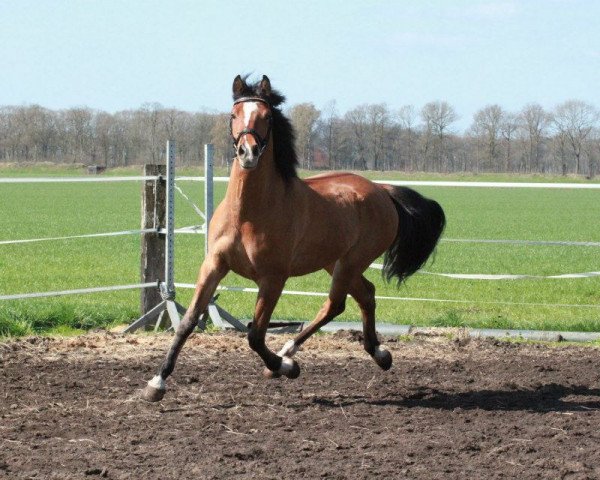 horse Eagle van Stijns Hoeve (KWPN (Royal Dutch Sporthorse), 2009, from Zambesi TN)