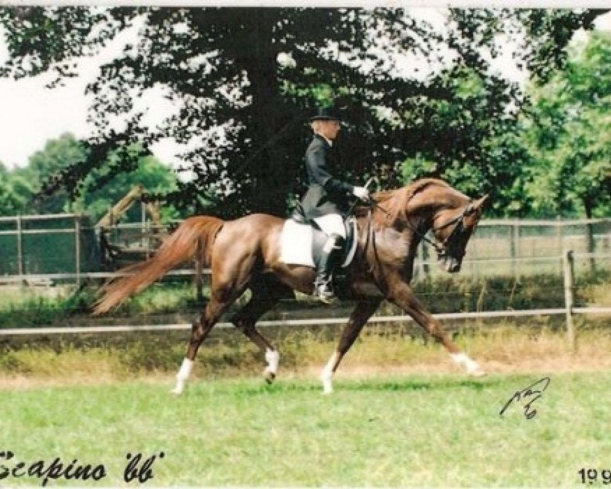 stallion Scapino BB ox (Arabian purebred, 1990, from Gomel ox)