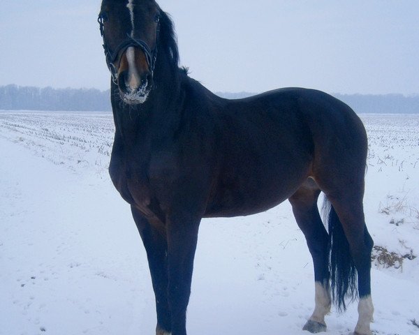 horse Rovaldi (Oldenburg, 2007, from Rosario 37)