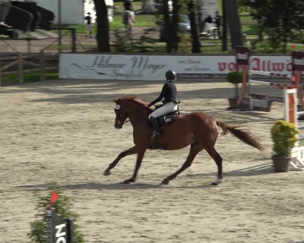 Reitturnier Westergellersen 2021