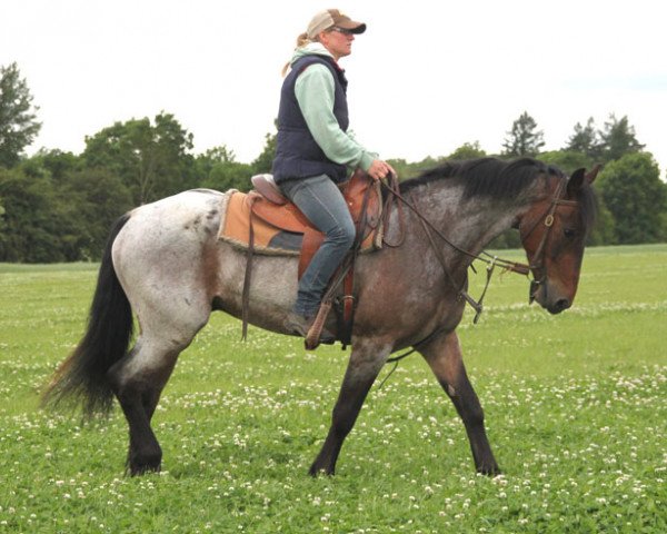 horse Kilclogher Leo (Connemara Pony, 2013, from Kilmullen Fionn)