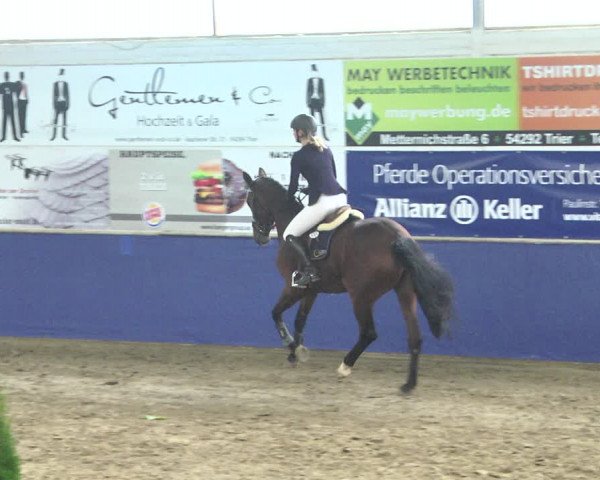 Reitturnier Trier - Hofgut Monaise / Halle 2018
