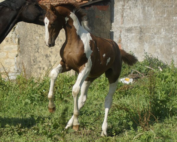 Pferd Las Vegas Fly (KWPN (Niederländisches Warmblut), 2016, von Bonanza)