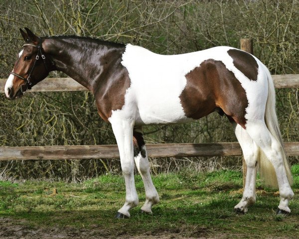 stallion Chicago Fly Z (Zangersheide riding horse, 2014, from Ceasar Ter Linden)