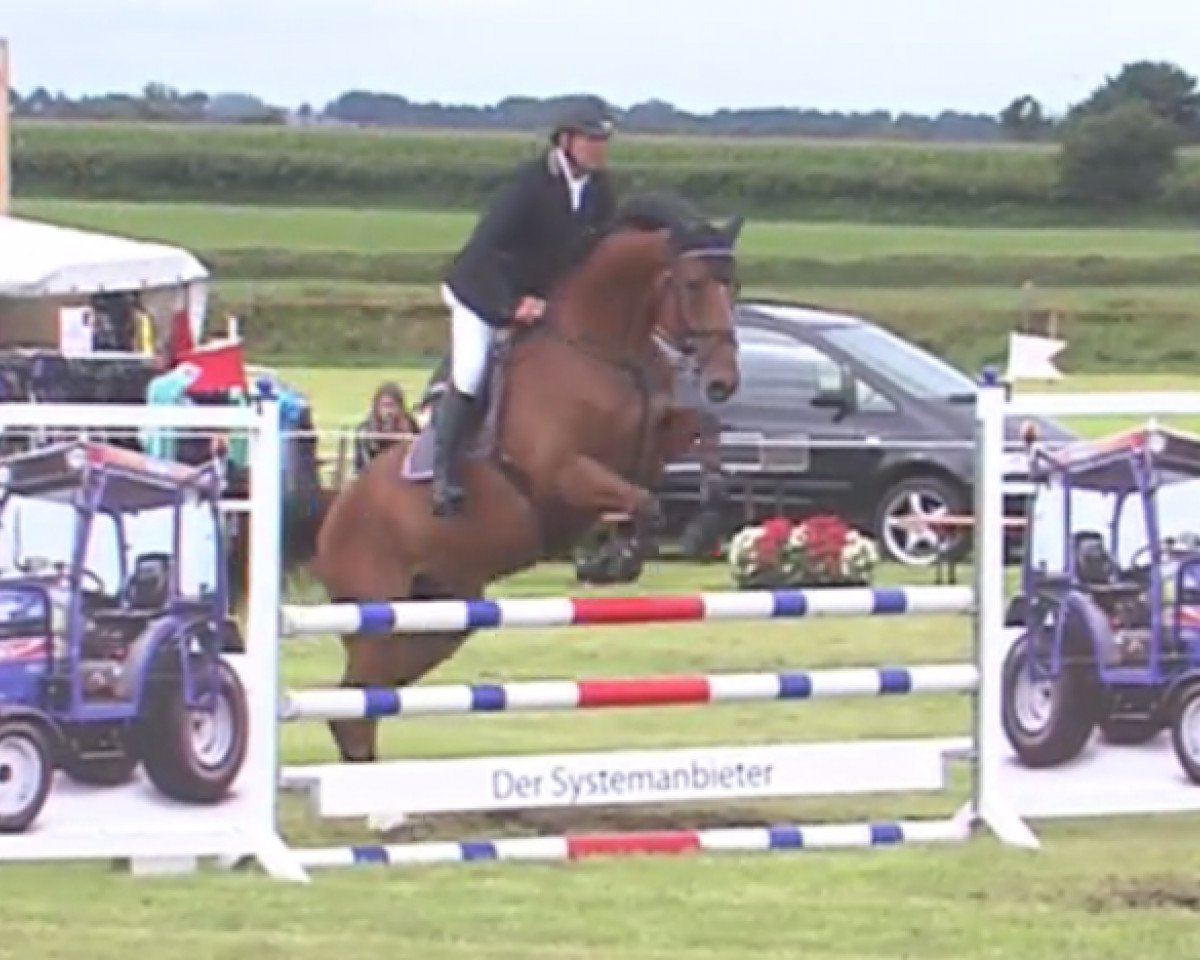 Springpferd Council (Holsteiner, 2011, von Cassini I)