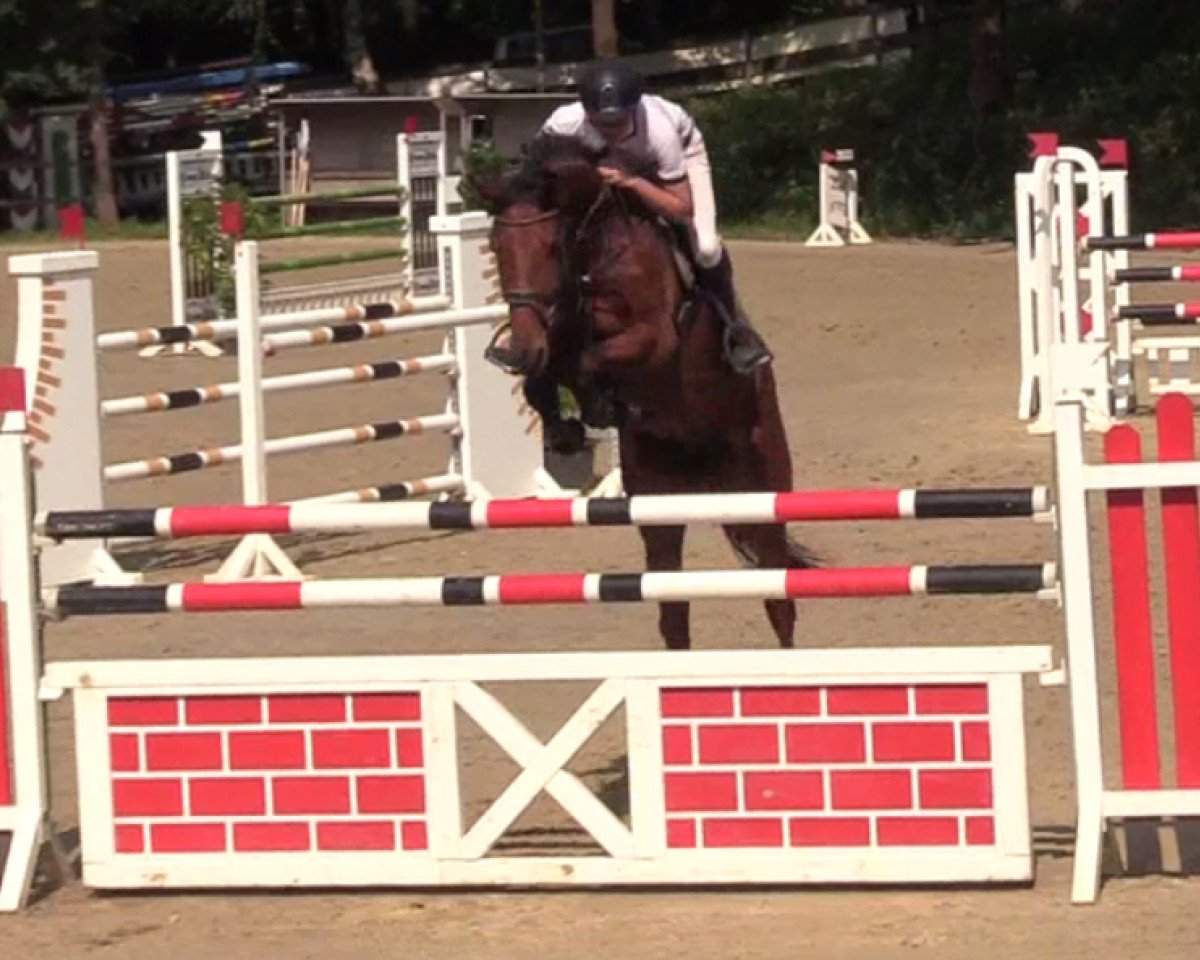Springpferd Amadeus 998 (Westfale, 2011, von Arpeggio)