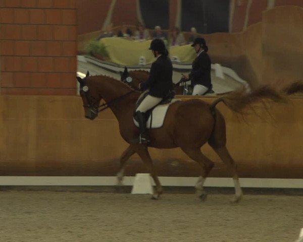 Reitturnier Mönchengladbach-Wickrath 2018