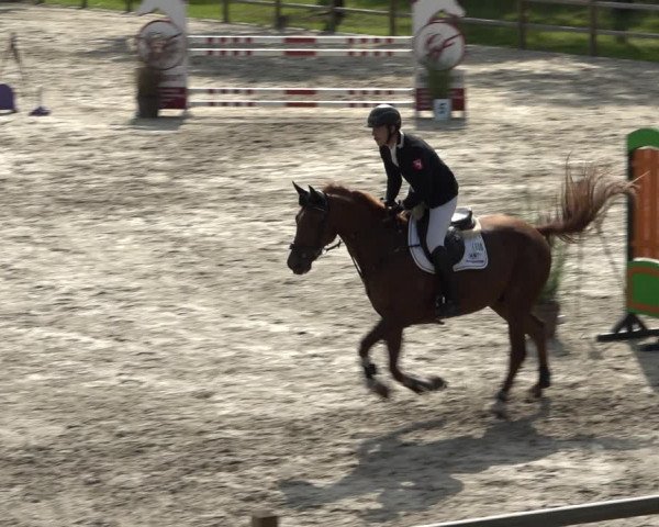 Reitturnier Westergellersen 2021