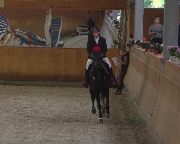 Reitturnier Mönchengladbach-Wickrath 2018
