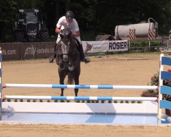 Springpferd Candorra R (Westfale, 2012, von Cathanos)