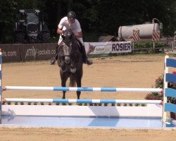jumper Candorra R (Westphalian, 2012, from Cathanos)