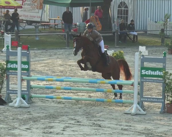 Springpferd Cool And Clever (Oldenburger Springpferd, 2012, von Coupe d`Or)