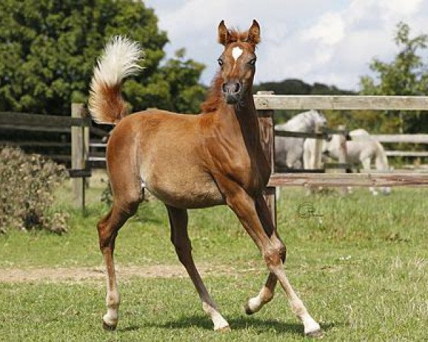 broodmare ZL Bint Mofisa II (Arabian purebred, 2015, from Mahfouz Halim EAO)