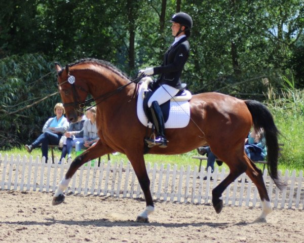 Dressage horse Dallas (Mecklenburger, 2010, from Don Lyberty)