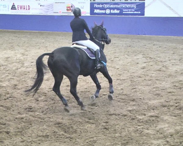 Reitturnier Trier - Hofgut Monaise / Halle 2018