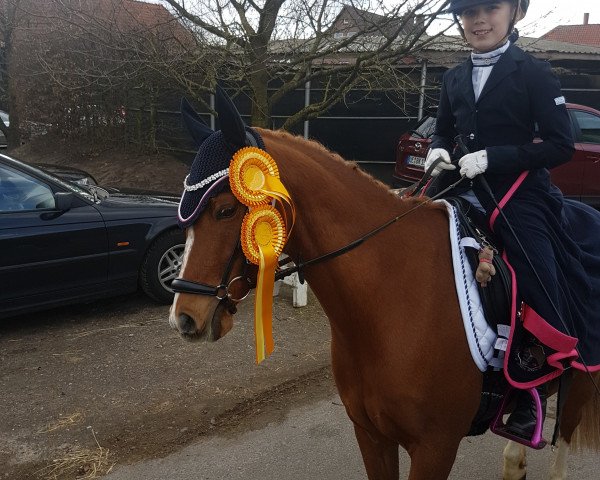 dressage horse Bounty Boy 2 (German Riding Pony, 2009, from Blanchet)