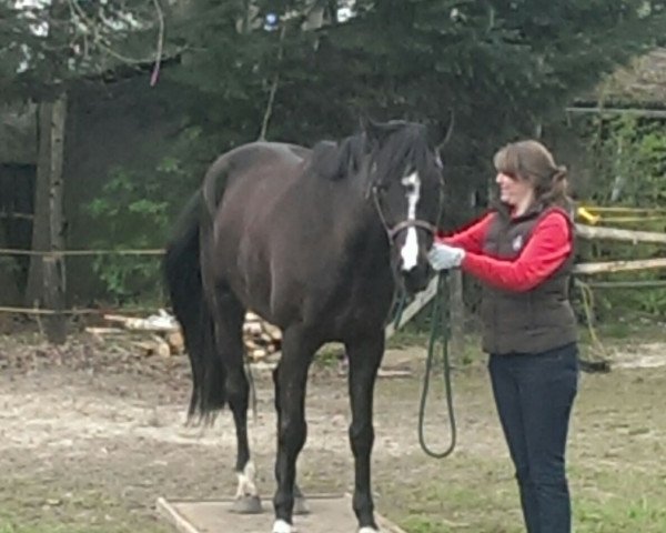 horse Caron (Holsteiner, 2010, from Clintord)