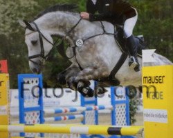 Caballo de salto Chicago 186 (Westfaliano, 2011, de Captain Fire)