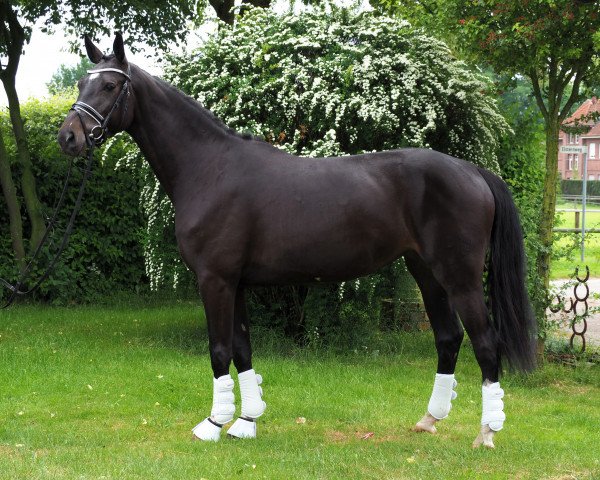 broodmare Cafe's Kimba (Oldenburg show jumper, 2013, from Cafe au lait 2)