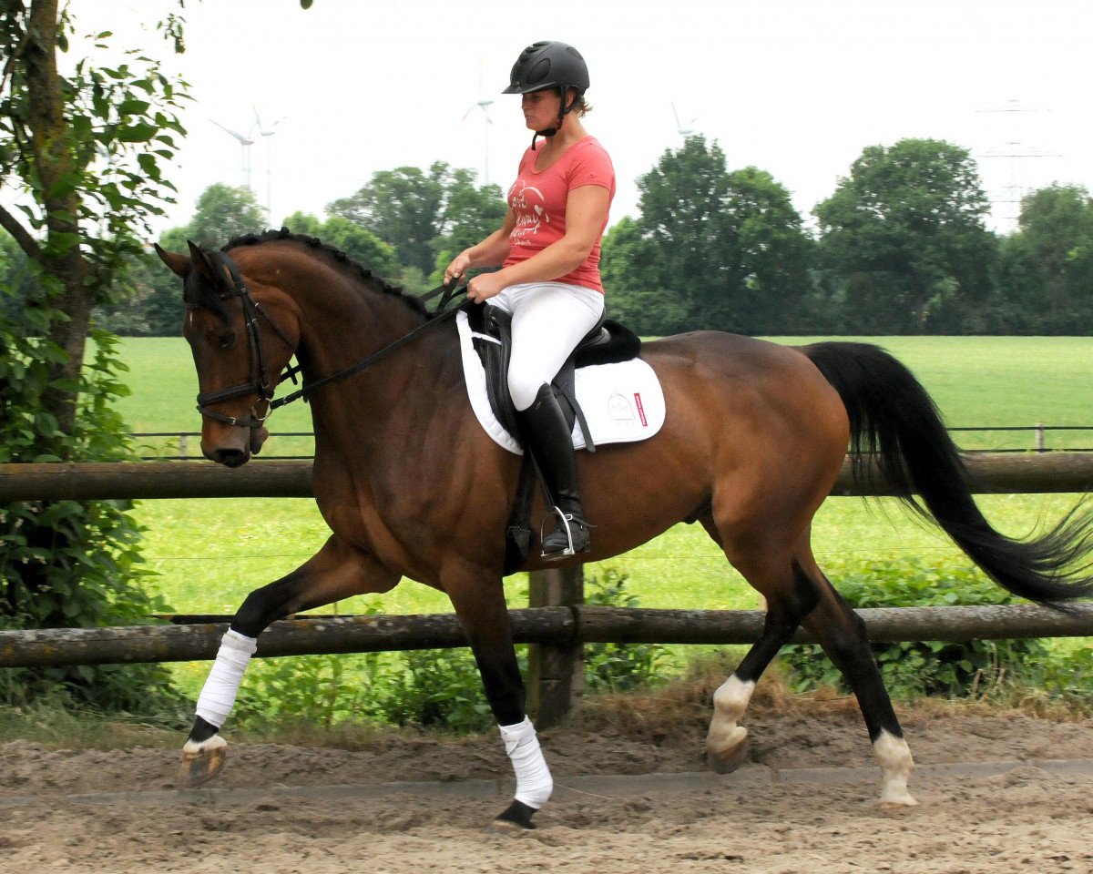 Dressurpferd Quintabon (Westfale, 2007, von Quinta Real)