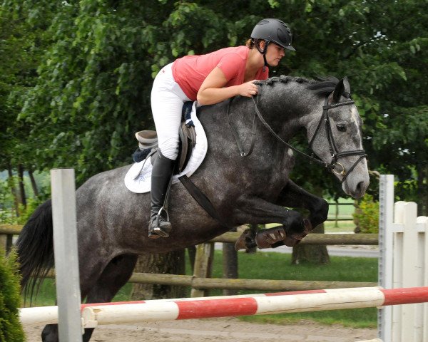 horse Stute von Capilano/Voltaire (Westphalian, 2012, from Capilano)