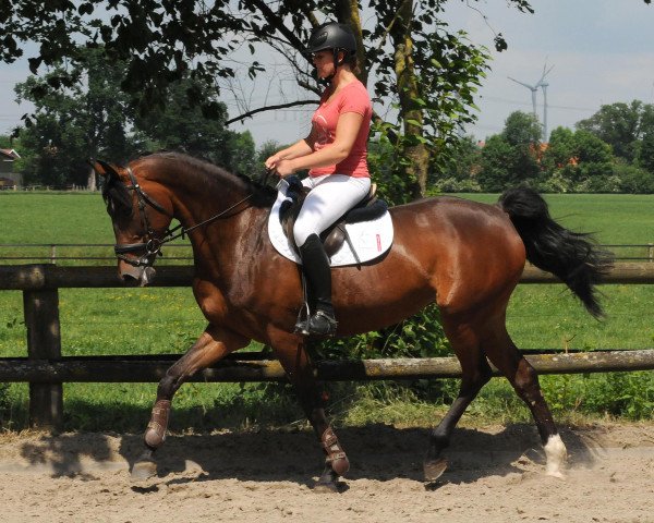 horse Stute von Levistano/Saccor (German Sport Horse, 2010, from Levistano)