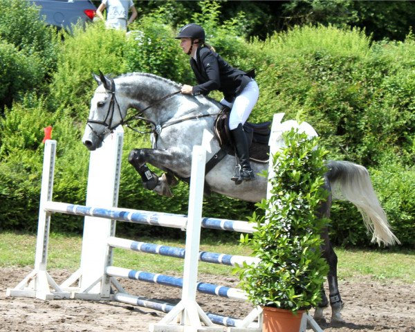 jumper Levidor (Hanoverian, 2011, from Levisonn 208 FIN)