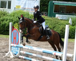 dressage horse Cisco 237 (New Forest Pony, 2007, from Samba King)
