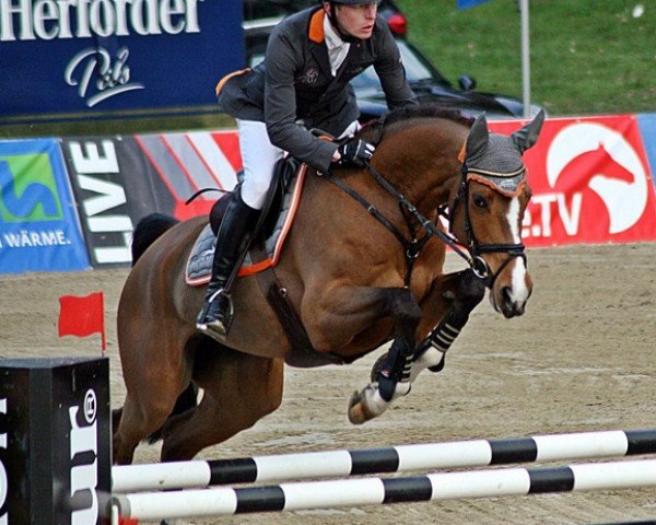 broodmare Pamina 455 (Hanoverian, 2008, from Perigueux)