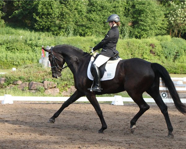 dressage horse Charisma 247 (Hanoverian, 2009, from Curator 2)