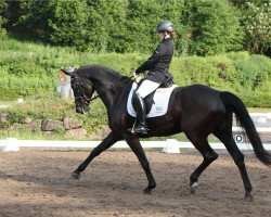 dressage horse Charisma 247 (Hanoverian, 2009, from Curator 2)