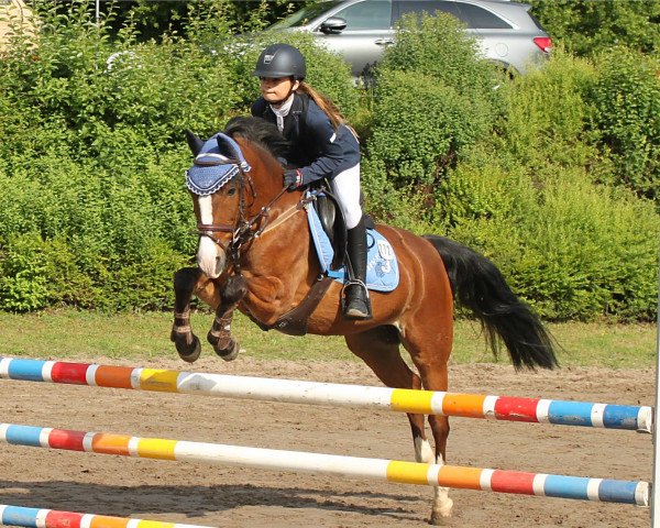 broodmare Hasko's Gretchen WE (German Riding Pony, 2001, from Hasko) broodmare Hasko's Gretchen WE (German Riding Pony, 2001, from Hasko)