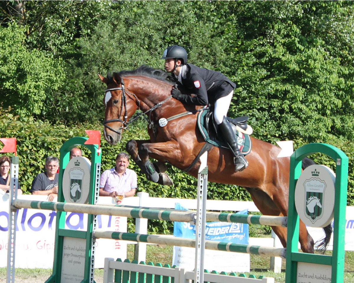 Springpferd Lewin 10 (Hannoveraner, 2009, von Hh Linton)