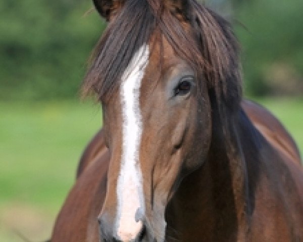 broodmare La Royale (German Warmblood, 2004, from Lagrain)
