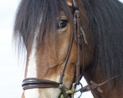 jumper Tice vom Götzenstein (Tinker-Mix / Pinto Tinker / Crossbreed, 2009, from Tonka vom Götzenstein)