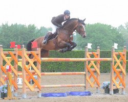 stallion Castilion van Groenhove (Belgium Sporthorse, 2008, from Castelino van de Helle)