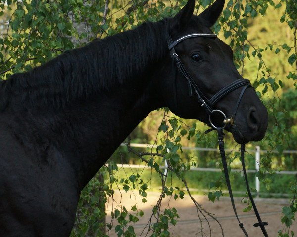 horse RPZ Destino (German Sport Horse, 2013, from Destano)