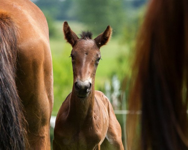 Pferd San Royale (Oldenburger, 2017, von Royal Doruto OLD)