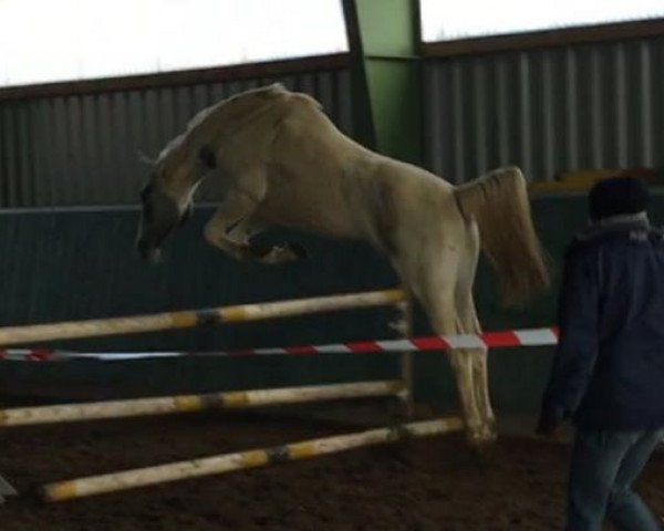 broodmare Chicky Micky RM (German Sport Horse, 2015, from Cristallo I)