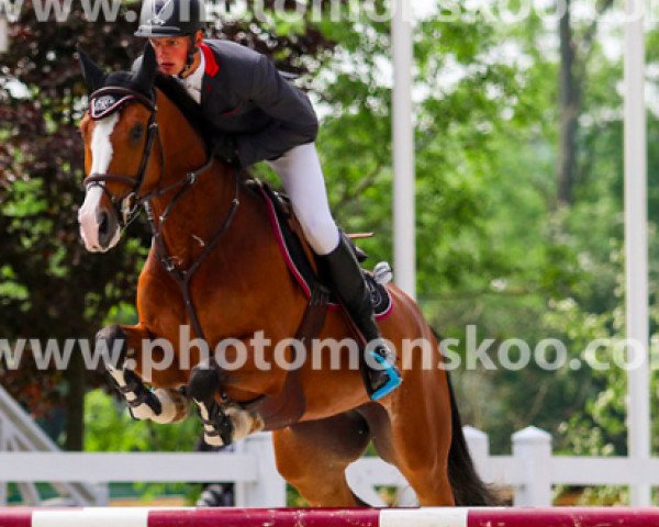jumper Heolieta M (anglo european sporthorse, 2012, from Zambesi TN)