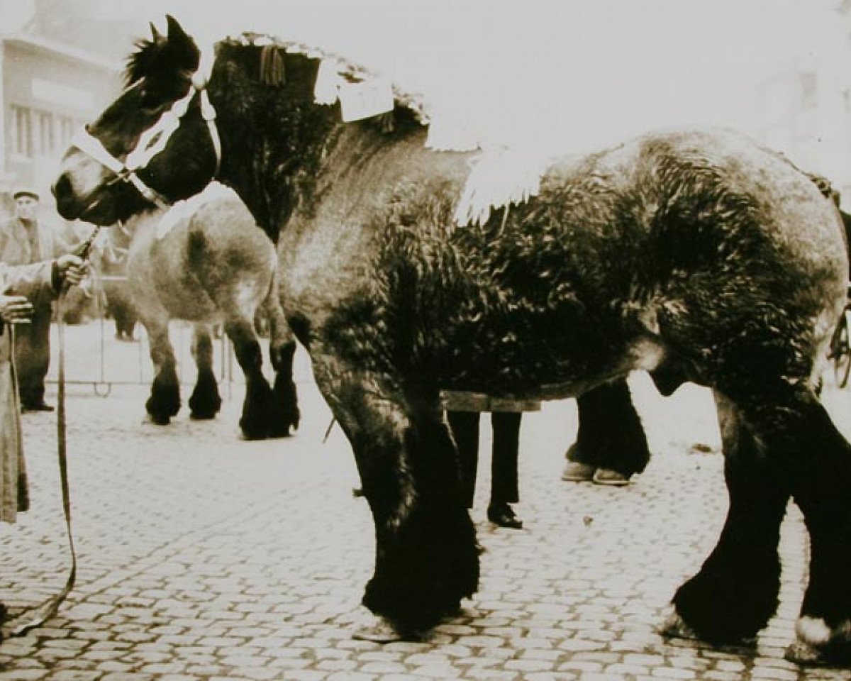 Étalon reproducteur Barnum van 't Geushof (Brabançon/Cheval de trait belge, 1964, de Marquis de Beauvoir)