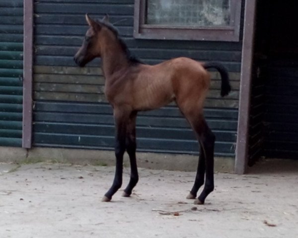 Pferd Stute von LIGHT MY FIRE (Hannoveraner, 2017, von Light my Fire)