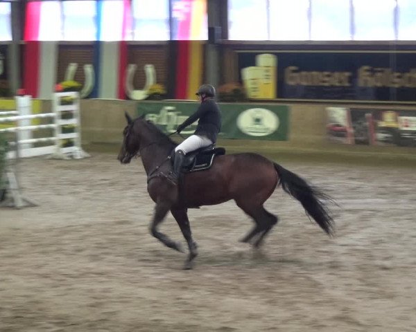Reitturnier Köln-Leverkusen 2018