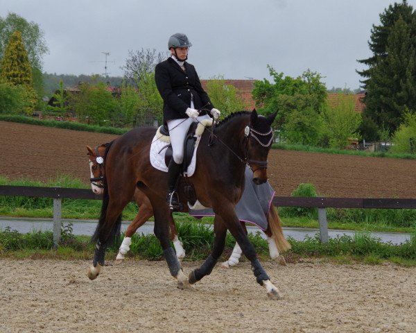 dressage horse Rosandro's Romeo (German Warmblood, 2013, from Raul)