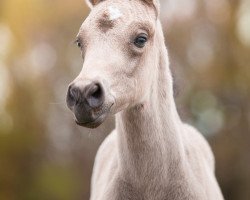 stallion A Magic Touch (German Riding Pony, 2017, from A kind of Magic 5)