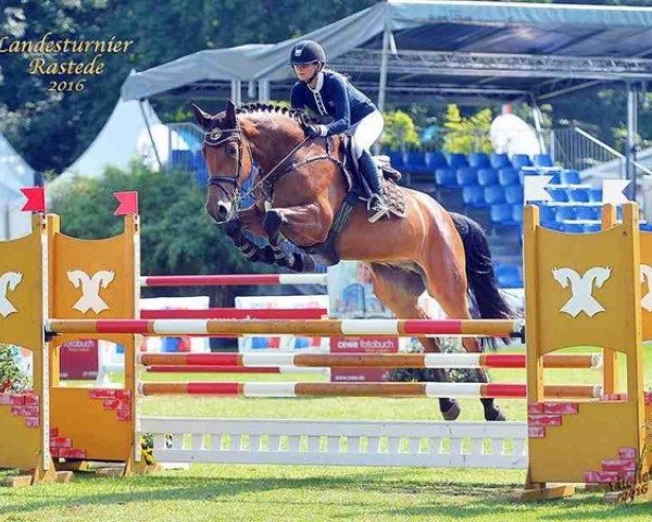 jumper Chandon de Blue (Oldenburg show jumper, 2012, from Chacco-Blue)