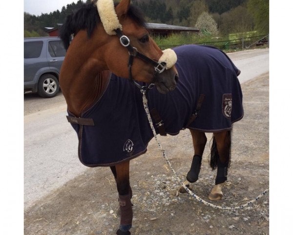 Pferd Nobelmann (Deutsches Reitpony,  , von Nemax)