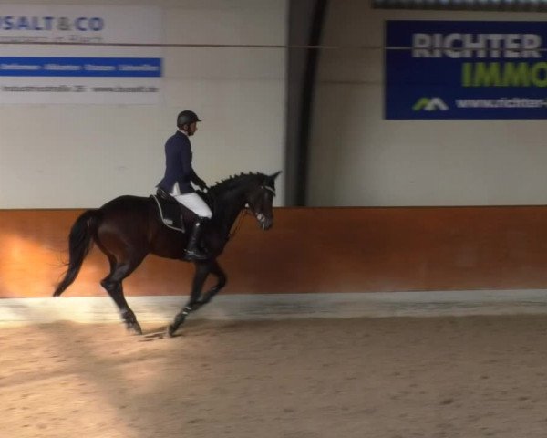Reitturnier Viernheim 2018