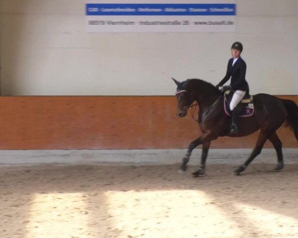 Reitturnier Viernheim 2018